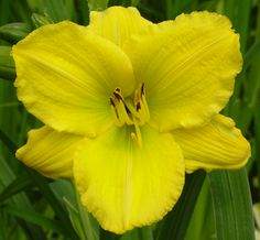 Bakabana Yellow Daylily Early to Mid Summer Rebloomer (Hemerocallis 'Bakabana')