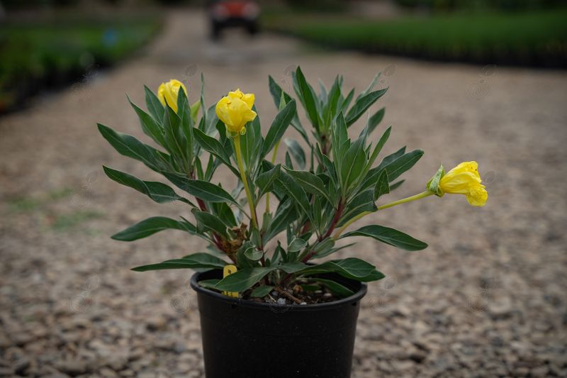 Silver Blade® Evening Primrose (Oenothera macrocarpa sub incana 'Silver Blade®')