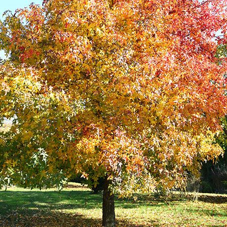 Morton Circle London Plane Tree/Sycamore (Platanus acerifolia 'Morton Circle' Exclamation!™)