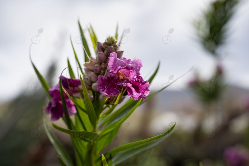 Desert Willow (Chilopsis linearis)
