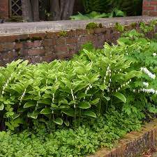 Variegatum Variegated Solomon's Seal (Polygonatum falcatum 'Variegatum')