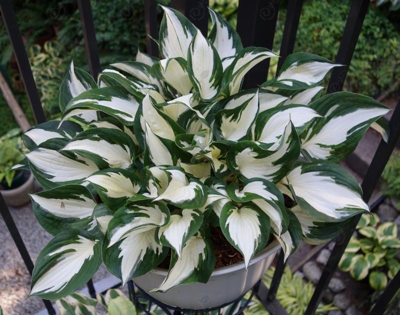 Fire And Ice Hosta Plantain Lily (Hosta 'Fire and Ice')