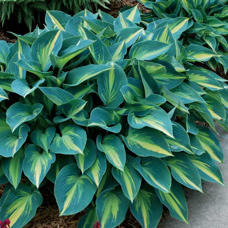 June Hosta Plantain Lily (Hosta 'June')