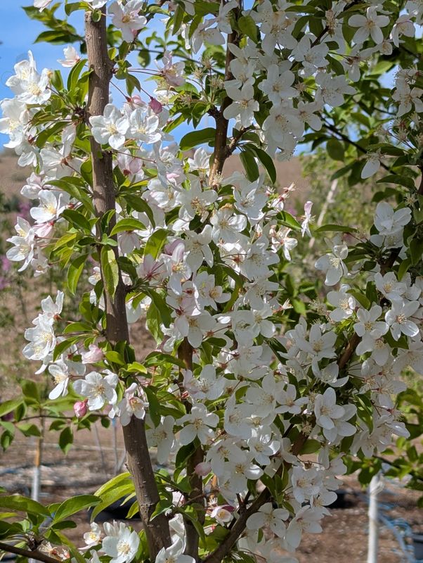 Adirondack White Flowering Crabapple (Malus 'Adirondack')