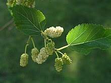 White Fruitless Mulberry (Morus alba)