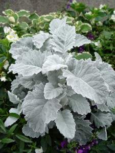 New Look Dusty Miller (Dusty Miller 'New Look')
