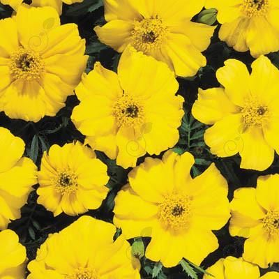 Disco Yellow Marigold (Marigold 'Disco Yellow')
