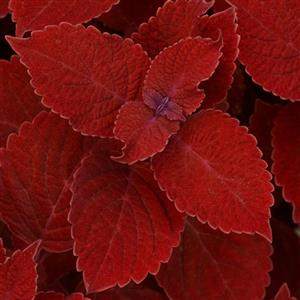 Ignite Ruby Slipper Coleus (Coleus 'Ignite Ruby Slipper')