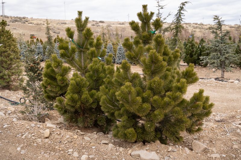 Bosnian Pine (Pinus leucodermis)