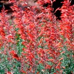 Apache Sunset Hyssop Hummingbird Mint (Agastache rupestris 'Apache Sunset')