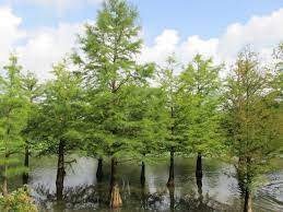 Bald Cypress (Taxodium distichum)