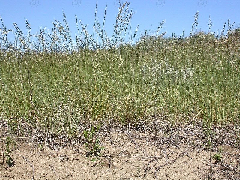 Sandberg Bluegrass (Poa secunda)