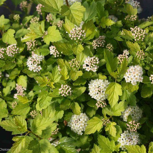 SMNPOTWG Gold Ninebark (Physocarpus opulifolius 'SMNPOTWG' PP28857  Tiny Wine® Gold)