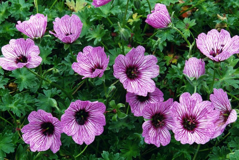 Ballerina Hardy Geranium Cranesbill (Geranium cinereum 'Ballerina')