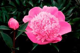 Madame Emile Debatene Pink Double Peony (Paeonia lactiflora 'Madame Emile Debatene')