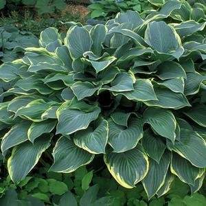 Regal Splendor Hosta Plantain Lily (Hosta 'Regal Splendor')