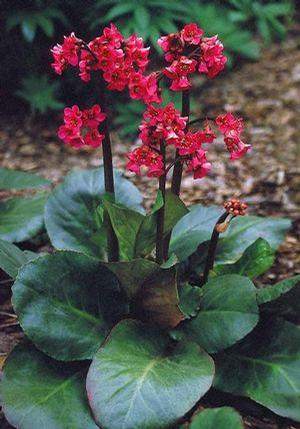Winterglut Elephant's Ears Pigsqueak (Bergenia cordifolia 'Winterglut')