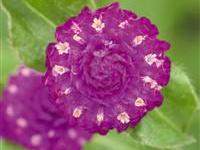 Globe Amaranth (Gomphrena globosa Las Vegas Purple)