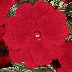 Celebration Deep Red New Guinea Impatiens (Impatiens hawkeri 'Celebration Deep Red')