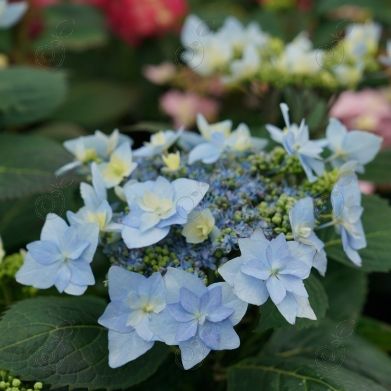 SMNHSDD Reblooming Mountain Hydrangea (Hydrangea serrata 'SMNHSDD' PP29832 Tuff Stuff Ah-Ha®)