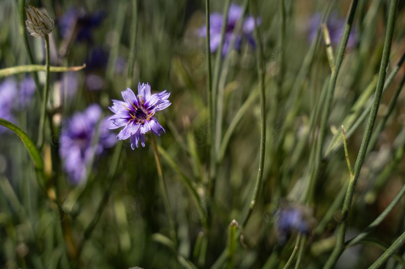 Cupid's Dart (Catananche caerulea)
