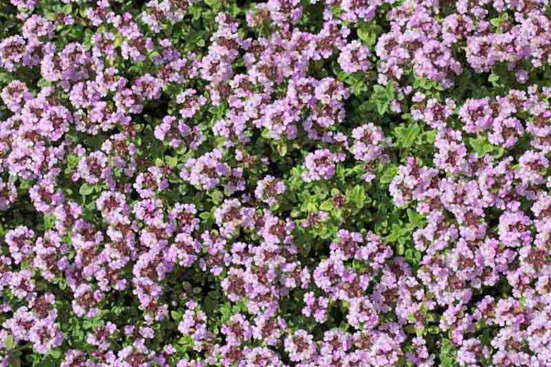 Mother of Thyme (Thymus serpyllum)