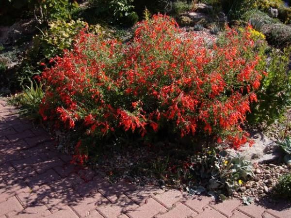 Hummingbird Trumpet California Fuchsia Fire Chalice (Zauschneria arizonica)