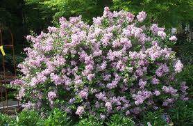 Dwarf Korean Lilac (Syringa meyeri)