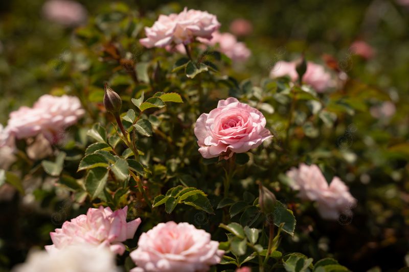 Meiswetdom Fragrant Pink Groundcover Roses (Rosa 'Meiswetdom' Sweet Drift® PP21612)