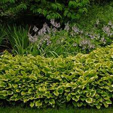 Golden Tiara Hosta Plantain Lily (Hosta 'Golden Tiara')