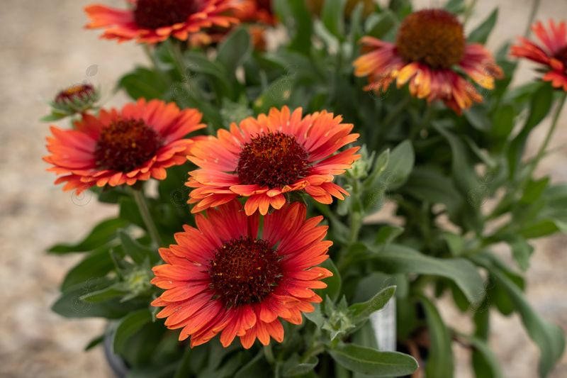 Spin Top  Blanket Flower (Gaillardia pulchella 'Spin Top 'Red')