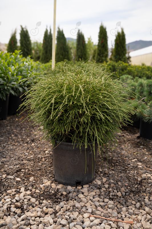 Whipcord Arborvitae (Thuja plicata 'Whipcord')