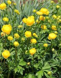 Superbus Globeflower (Trollius europaeus 'Superbus')