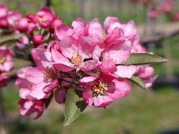 Indian Summer Flowering Crabapple (Malus 'Indian Summer')