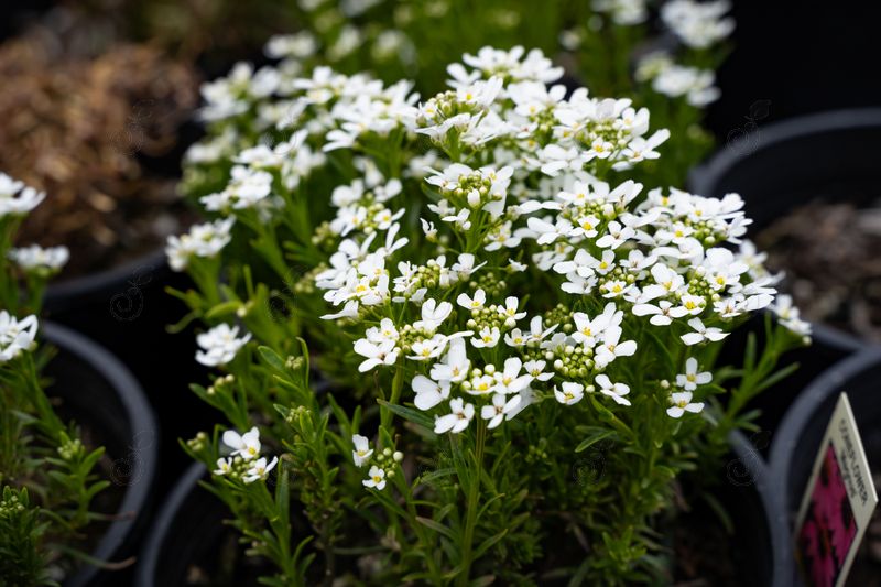 Snowsation Candytuft (Iberis sempervirens 'Snowsation')