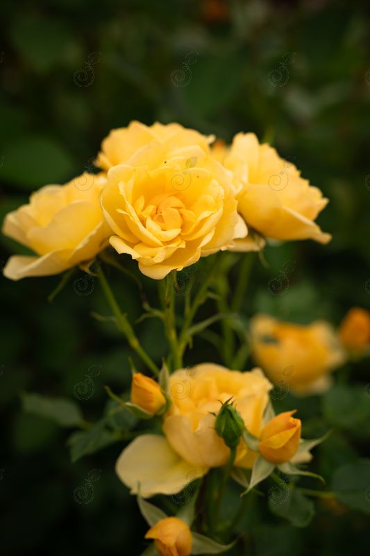 WEKyegi Yellow Miniature Roses (Rosa 'WEKyegi' Lemon Drop PP14555)