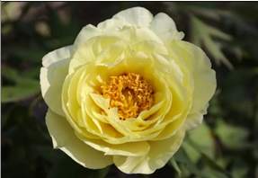 Yellow Golden Crown Tree Peony (Paeonia suffruticosa 'Yellow')