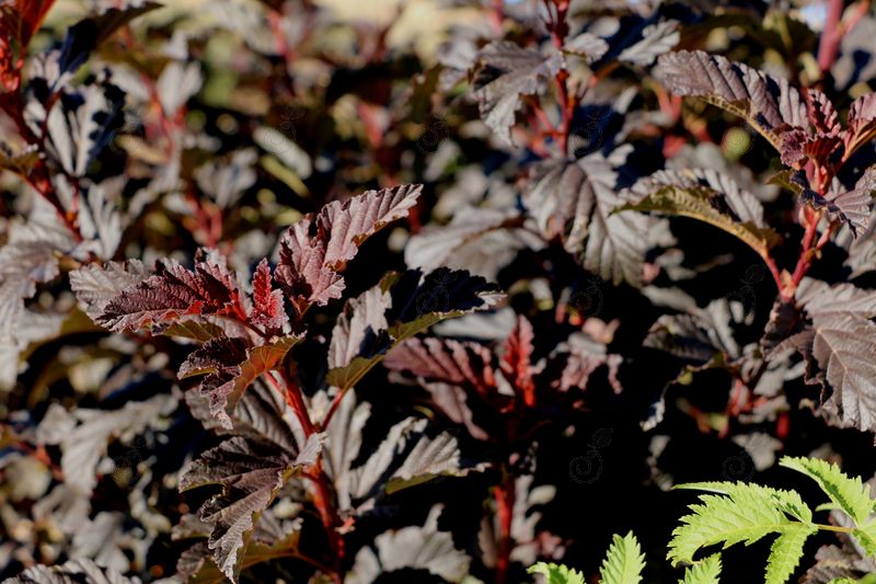 UMNHarpell Ninebark (Physocarpus opulifolius First Editions® 'UMNHarpell' PP30792 Fireside®)