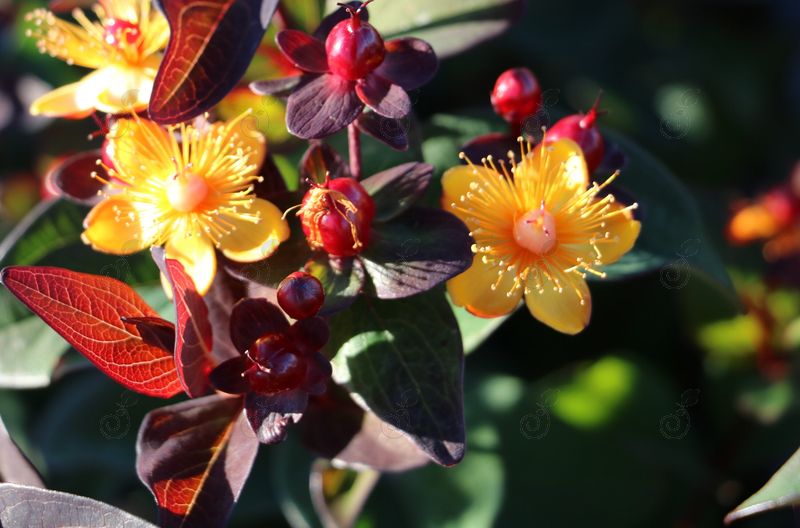 Kolmiglow St. John's Wort (Hypericum inodorum 'Kolmiglow' PP26242 Magical® Midnight Glow')
