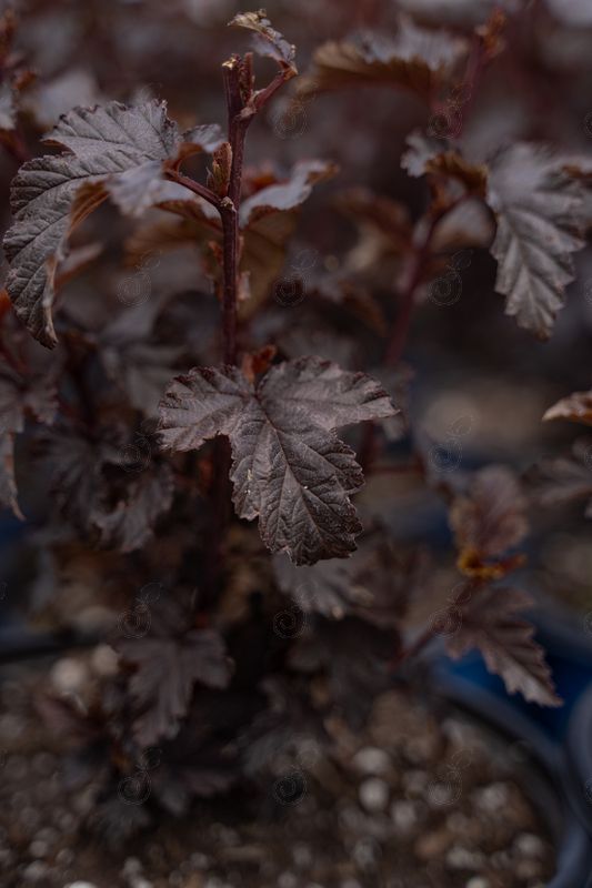 N5 Ninebark (Physocarpus opulifolius Bloomin Easy® 'N5' Panther™)