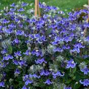 Stand By Me Blue-Purple Bush Clematis (Clematis 'Stand by Me' PP30556)