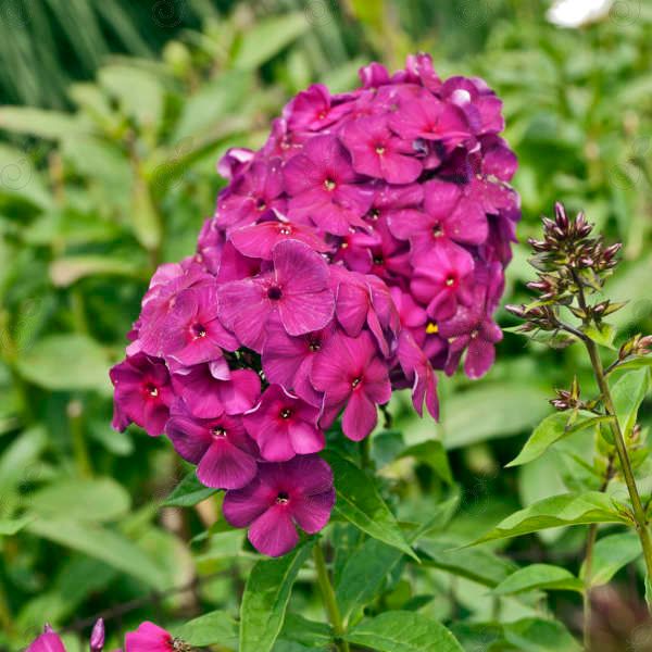 Nicky Tall Phlox (Phlox paniculata 'Nicky')