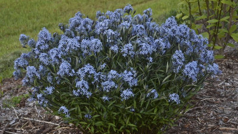 Storm Cloud Blue Star (Amsonia tabernaemontana 'Storm Cloud')