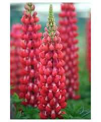 Red Rum Lupine (Lupinus WESTCOUNTRY™ 'Red Rum' PP18079)