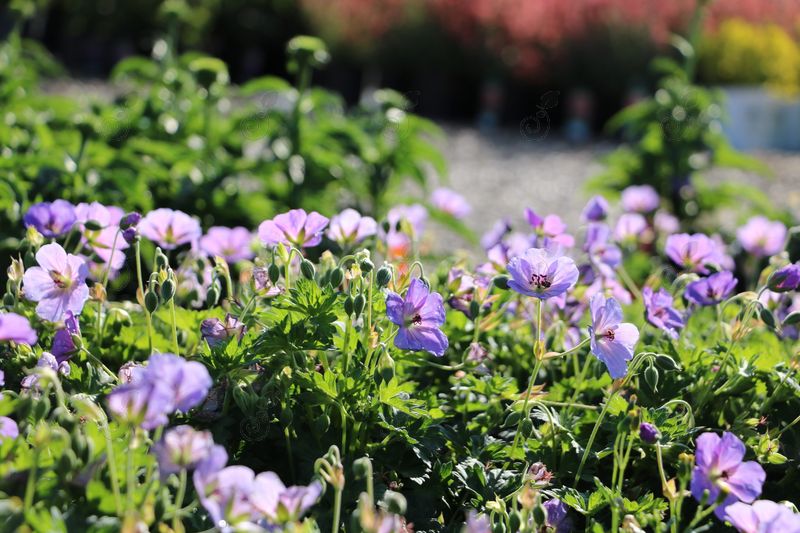 Azure Rush Hardy Geranium Cranesbill (Geranium 'Azure Rush' PP22684)