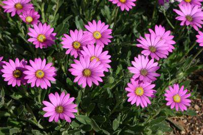P005S Sun Daisy (Osteospermum barberiae var compactum 'P005S' Purple Mountain®)