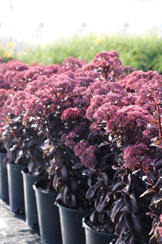 Dark Magic Upright Autumn Stonecrop (Sedum 'Dark Magic')