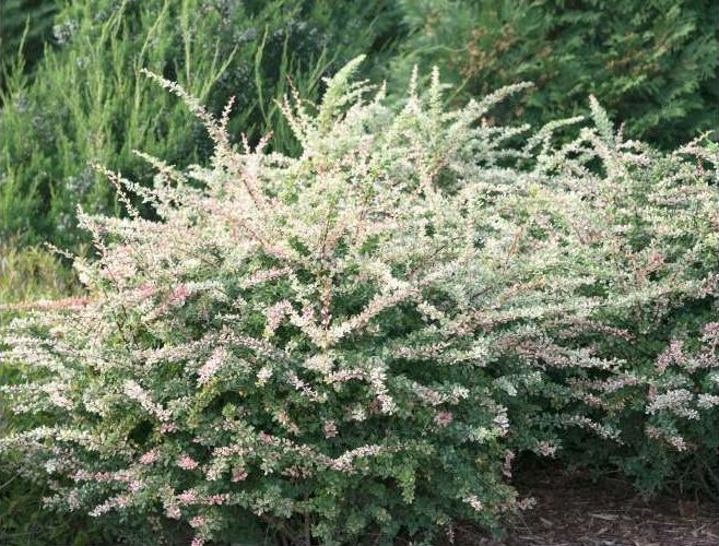 Arlene Barberry (Berberis thunbergii 'Arlene' PP31117 Sunjoy Sequins®)