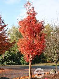 Fireburst® Paperbark Maple (Acer griseum 'Fireburst®')