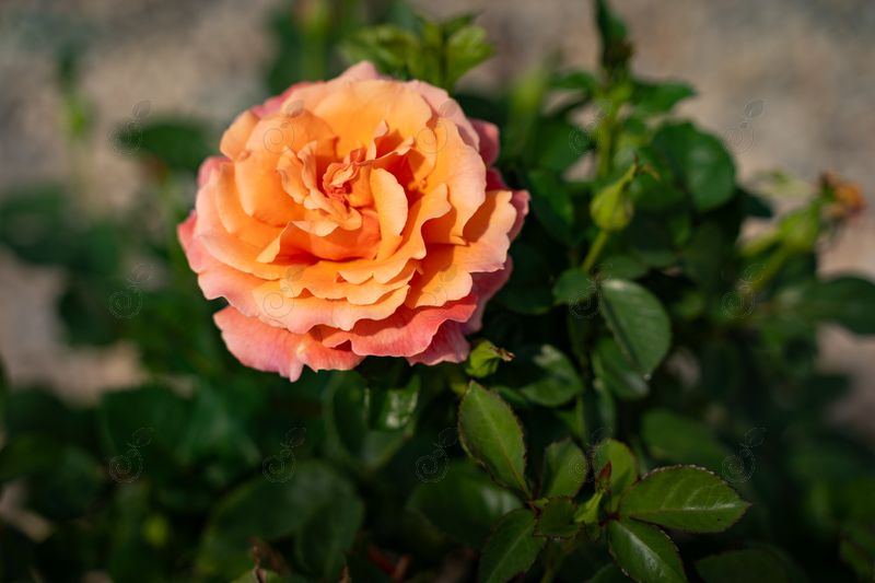 HARpageant Fragrant Ruffled Orange Pink Floribunda Roses (Rosa 'HARpageant' Easy Does It™ PP 22587)